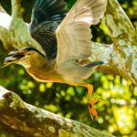 Socozinho butorides striata garante seu almoço
