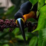 Tucano de bico preto ramphasto vitellinus cara