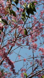 Entre as flores e o céu- R$3.000,00