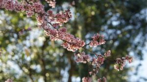 Essência da Primavera - R$3.000,00