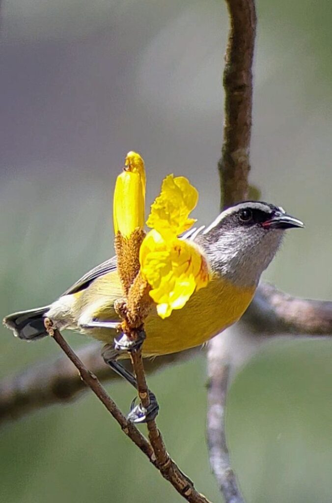 Doce Cambacica. Name: Sweet Cambacica
Descrição: A cambacica é uma ave comum da América do Sul
Description: The bananaquit is a common bird in South America. Valor: R$ 850,00