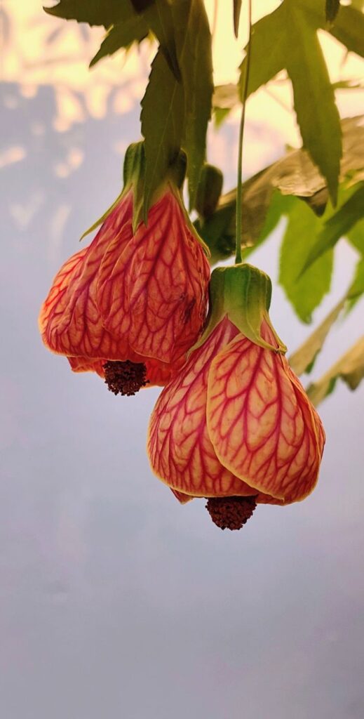 Dueto. Descrição: Lanterna chinesa ou Abutilon. Descrição: Lanterna chinesa ou Abutilon. Valor: R$ 700,00
