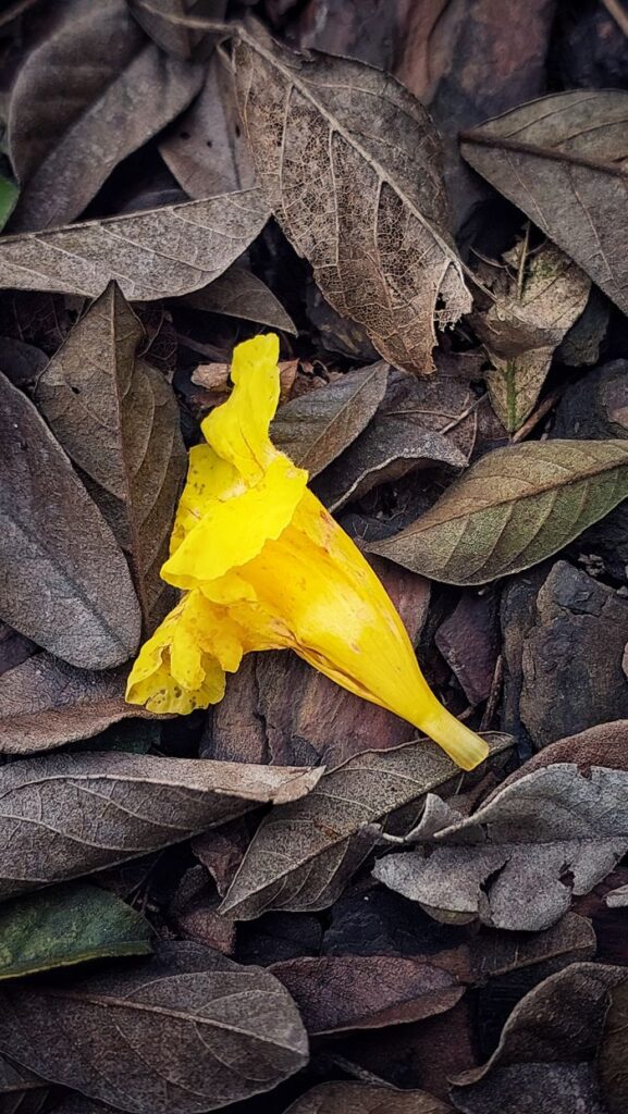 Resistência (Os ciclos da vida). Name: Resistance (The Cycles of Life). Composição: Flor do Ipê Amarelo no outono. Composition: Yellow Ipê flower in autumn. Valor: R$ 830,00