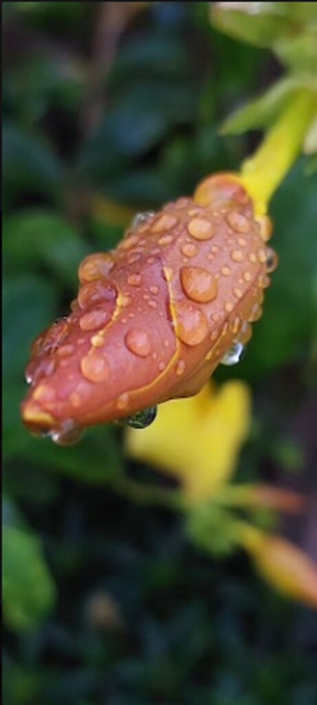 Promessa de Flor. 
Descrição: Botão da flor de Alamanda Amarela após a chuva. Valor: R$ 700,00