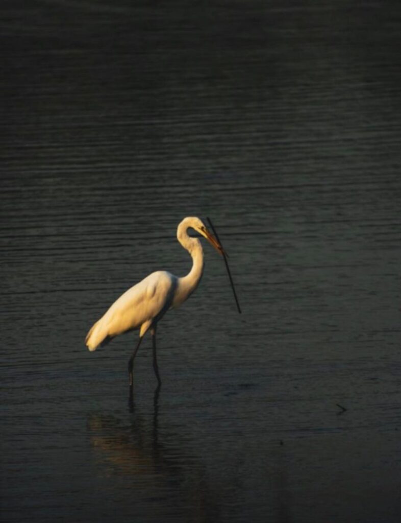 Quietude - foto digital (30x40cm) R$ 1.2000,00